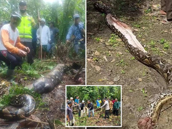 Missing Mother Found Inside Belly of a Python-Video Missing Mother Found Inside Belly of a Python