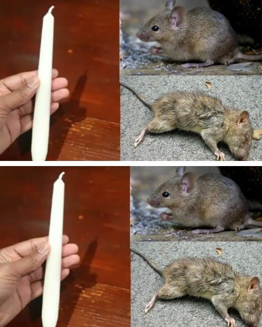 Homemade Method To Scare Away Rats Using A Candle Homemade Method To Scare Away Rats Using A Candle