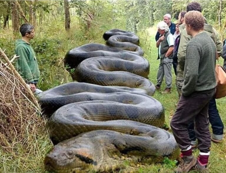 Hiker Encounters Massive Snake Camouflaged Along South Carolina Creek: A Wild Tale of Nature’s Camouflage