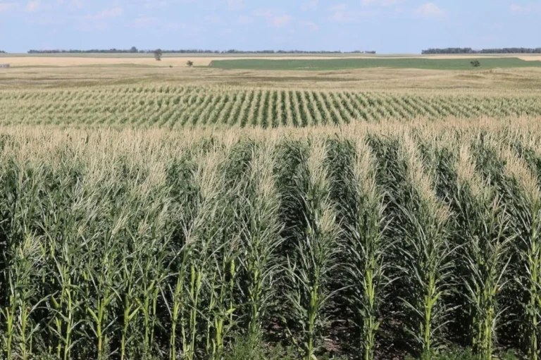 No Land Expropriation in South Africa in 2025